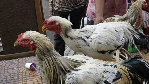 Brandebourg : La grippe aviaire refait surface