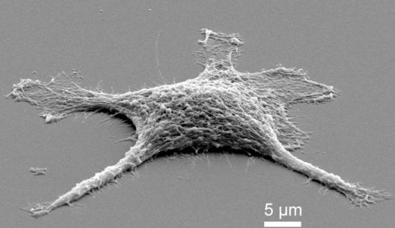 Des scientifiques arrivent à créer une cellule Zombie