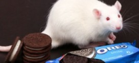 Les Oreos rendent aussi accro que la cocaïne