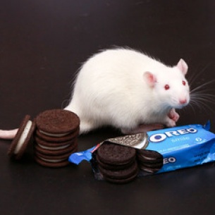 Les Oreos rendent aussi accro que la cocaïne