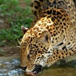 Brésil : La forêt atlantique serait en danger à cause de la disparition du jaguar