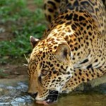 Brésil : La forêt atlantique serait en danger à cause de la disparition du jaguar