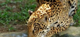 Brésil : La forêt atlantique serait en danger à cause de la disparition du jaguar