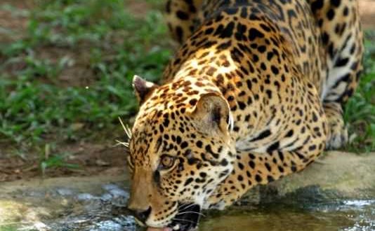 Brésil : La forêt atlantique serait en danger à cause de la disparition du jaguar