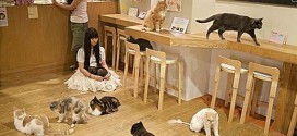 Clément Marty : Une première à Montréal avec le café « Chat l'heureux »