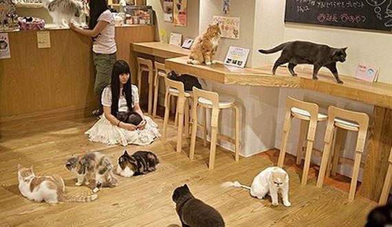 Clément Marty : Une première à Montréal avec le café « Chat l'heureux »