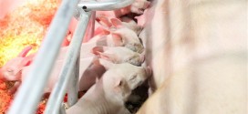 Le virus de la diarrhée porcine