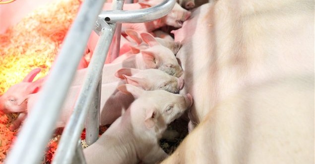 Le virus de la diarrhée porcine