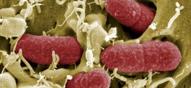L’augmentation de cas d’infection de la bactérie C chez les enfants préoccupe