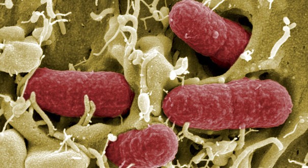 L’augmentation de cas d’infection de la bactérie C chez les enfants préoccupe