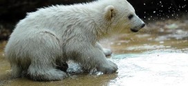 Un petit Ourson polaire au zoo de Toronto