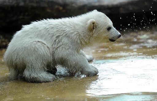 Un petit Ourson polaire au zoo de Toronto