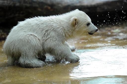 Un petit Ourson polaire au zoo de Toronto Un petit Ourson polaire au zoo de Toronto