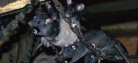 Rats cannibales Lyubov Orlova