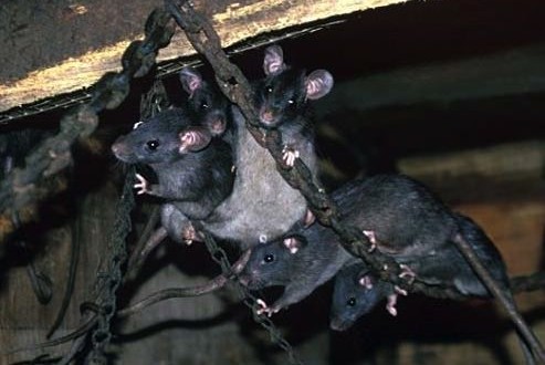 Rats cannibales Lyubov Orlova