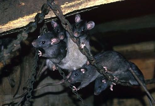 Rats cannibales Lyubov Orlova Rats cannibales Lyubov Orlova