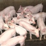 Diarrhée épidémique porcine : Le virus détecté dans une ferme au Québec
