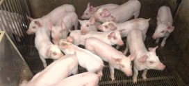 Diarrhée épidémique porcine : Le virus détecté dans une ferme au Québec