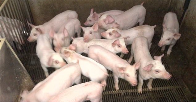 Diarrhée épidémique porcine : Le virus détecté dans une ferme au Québec