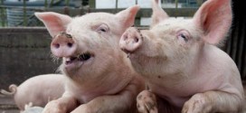 Les cas de diarrhée épidémique porcine doivent être obligatoirement signalés