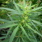 Cannabis-Marijuana : Une législation plus souple pour le Canada