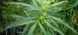 Cannabis-Marijuana : Une législation plus souple pour le Canada