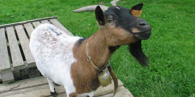 La chèvre est un animal très intelligent