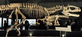 La découverte d'une nouvelle espèce de Tyrannosaure en Alaska