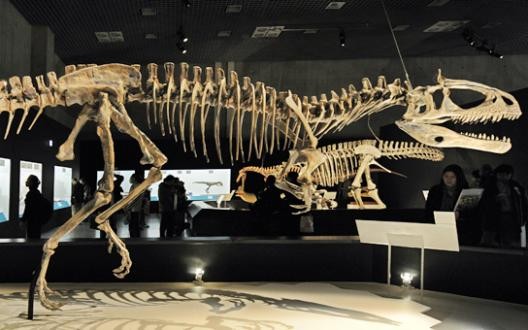 La découverte d'une nouvelle espèce de Tyrannosaure en Alaska