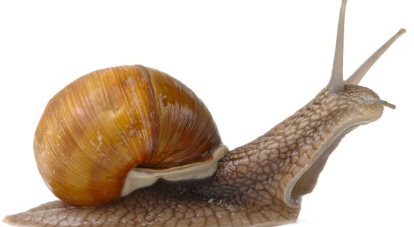 Les Escargots Ont 1500 A 2500 Dents Journal Du Canada