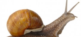 Les Escargots ont 1500 à 2500 dents