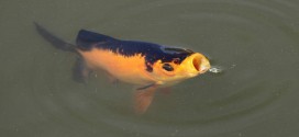 Les poissons boivent-ils de l'eau?