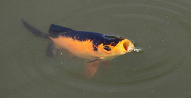 Les poissons boivent-ils de l'eau?
