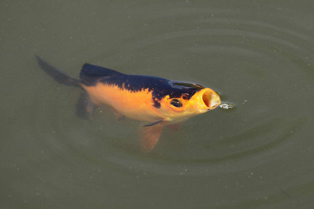Les poissons boivent-ils de l'eau? Les poissons boivent-ils de l'eau?