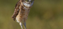 Un Groupe de hiboux est un Parlement