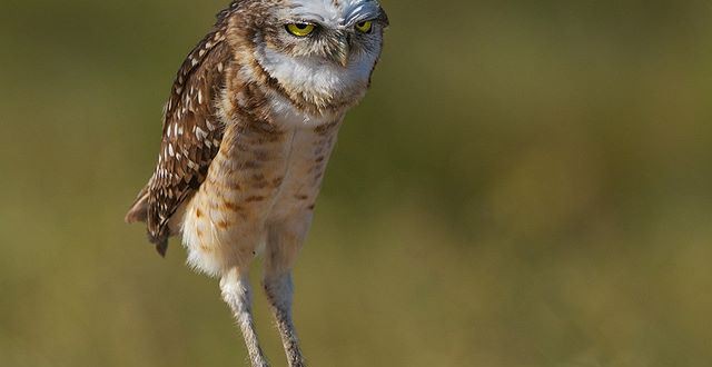 Un Groupe de hiboux est un Parlement