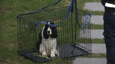 Urgences animales