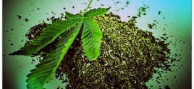 Cannabis : Une consommation occasionnelle peut nuire au cerveau