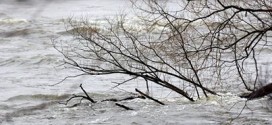 Inondations : Sauvetage de plus de 90 chiens après la montée des eaux de la rivière Cachée
