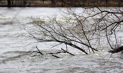 Inondations : Sauvetage de plus de 90 chiens après la montée des eaux de la rivière Cachée