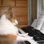 La musique adoucit les moeurs des chiens : Vrai ou Faux ?