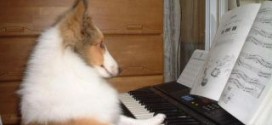 La musique adoucit les moeurs des chiens : Vrai ou Faux ?