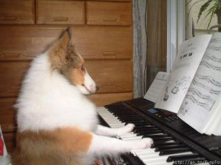 La musique adoucit les moeurs des chiens : Vrai ou Faux ?