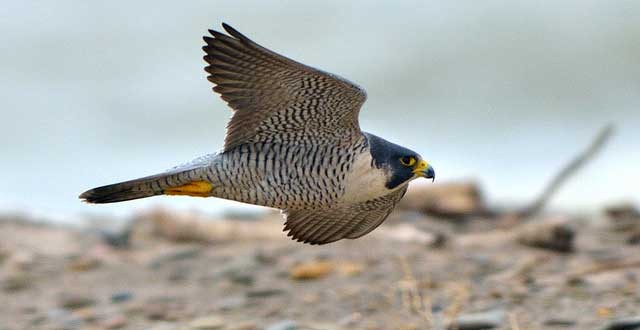 L'oiseau le plus rapide est le Faucon pèlerin