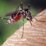 Moustiques : Un million de morts chaque année