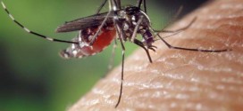 Moustiques : Un million de morts chaque année