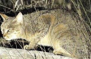 Pape Grégoire IX : Les chats sont les serviteurs du diable