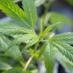 Une importante descente policière cible les productions de Cannabis