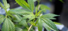 Une importante descente policière cible les productions de Cannabis