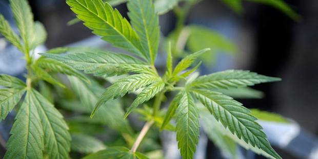 Une importante descente policière cible les productions de Cannabis
